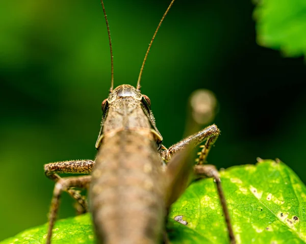 Macro Shot Green Grasshopper Stem — Stock Photo, Image