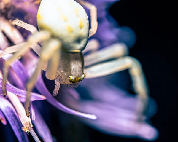 花朵上的白色蜘蛛的宏观照片 — 图库照片