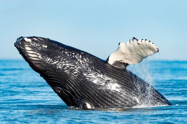 Quebra Baleia Jubarte Megaptera Novaeangliae Estreito Geórgia Ilha Vancouver Canadá — Fotografia de Stock