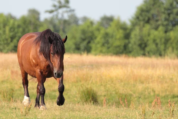 Cheval Brun Gracieux Dans Prairie — Photo