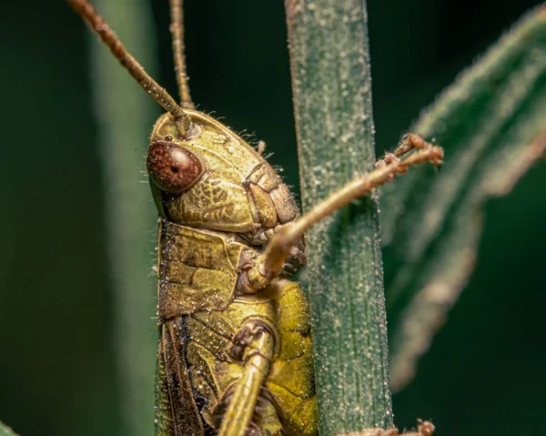 Plan Macro Une Sauterelle Verte Sur Une Tige — Photo