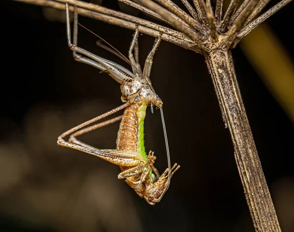 Sapı Üzerinde Karmaşık Bir Böceğin Makro Görüntüsü — Stok fotoğraf