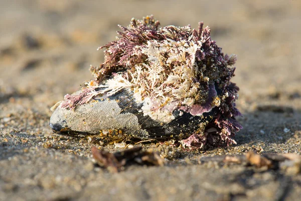 Closeup Shot Colourful Coral Sand Beach Sunlight — Stock Photo, Image