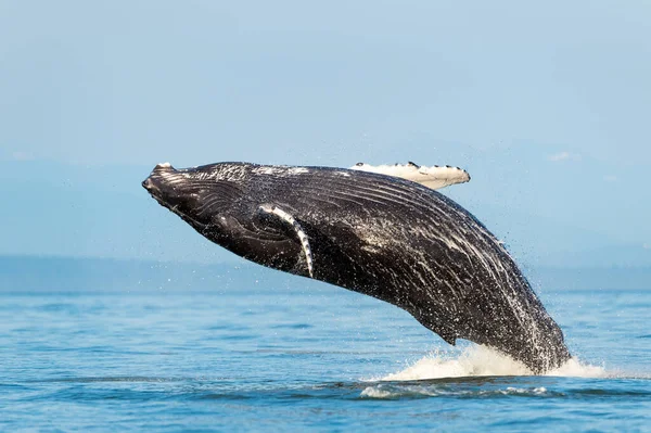 Quebra Baleia Jubarte Megaptera Novaeangliae Estreito Geórgia Ilha Vancouver Canadá — Fotografia de Stock