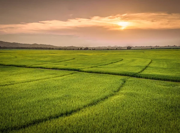 Beautiful Landscape Large Green Field Sunset — Stock Photo, Image