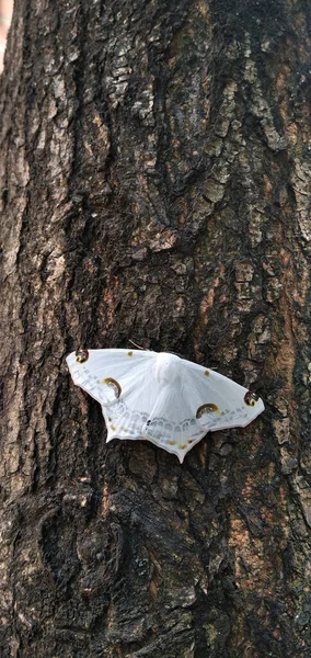 Vertical Closeup Shot Beautiful White Butterfly Open Wings Tree Bark — Stock Photo, Image
