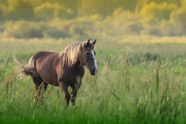 Cheval Brun Gracieux Marchant Dans Les Champs — Photo