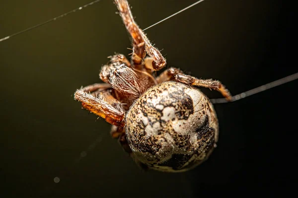 Plan Macro Une Araignée Isolée Sur Fond Sombre — Photo