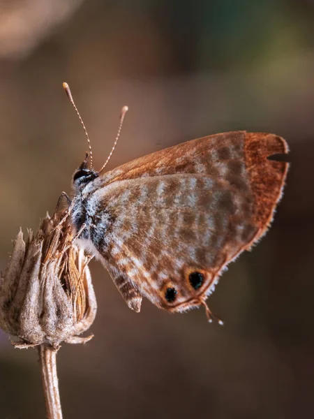 Close Vertical Uma Bela Borboleta Sentada Botão Flor Seca Com — Fotografia de Stock