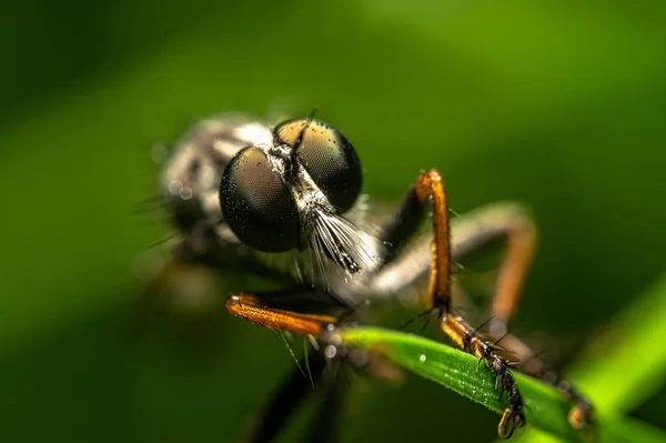 Macrodisparo Insecto Sobre Tallo Verde —  Fotos de Stock