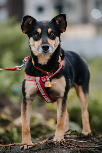 Tiro Enfoque Selectivo Perro Negro Marrón Caminando Aire Libre — Foto de Stock