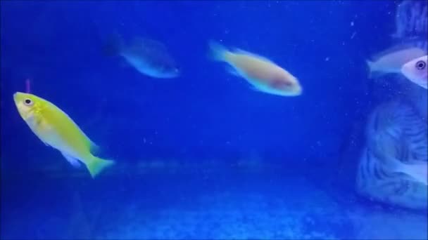 Unterwasser Ansicht Von Fischen Aquarium — Stockvideo