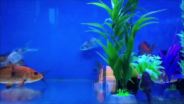Όμορφος Υποβρύχιος Κόσμος Ψάρια Ενυδρείου Στο Νερό — Αρχείο Βίντεο