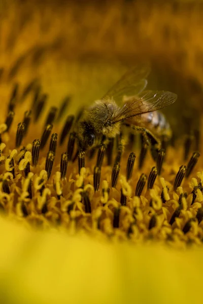 Die Gelben Sonnenblumen Auf Einem Feld — Stockfoto