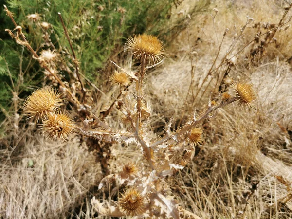 Eine Nahaufnahme Verblasster Flauschiger Disteln Der Umgebung Des Manzanares Flusses — Stockfoto