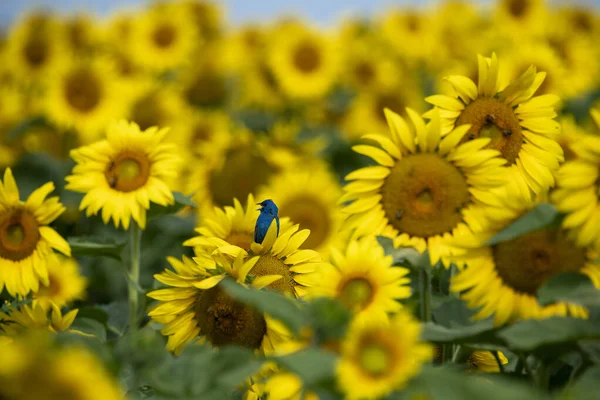 Los Girasoles Amarillos Campo —  Fotos de Stock