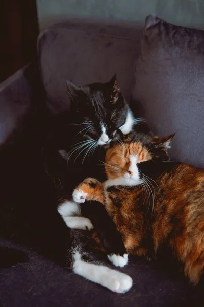 Beautiful Shot Two Adorable Three Colored Cats Sleeping While Hugging — Stock Photo, Image