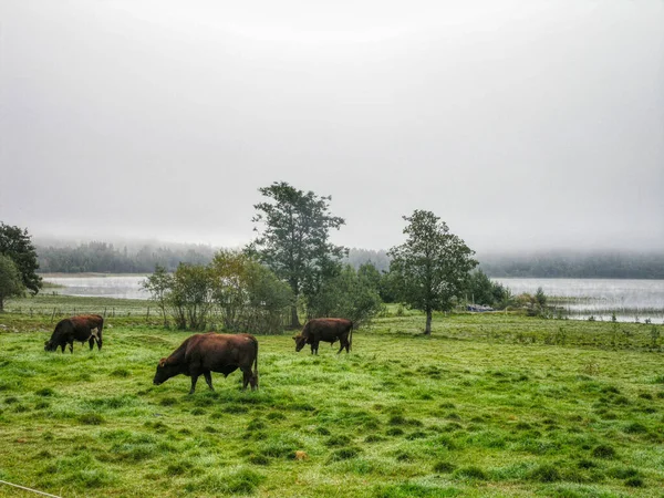 High Angle Shot Cattle Grazing Green Field Gloomy Day — Stock Photo, Image