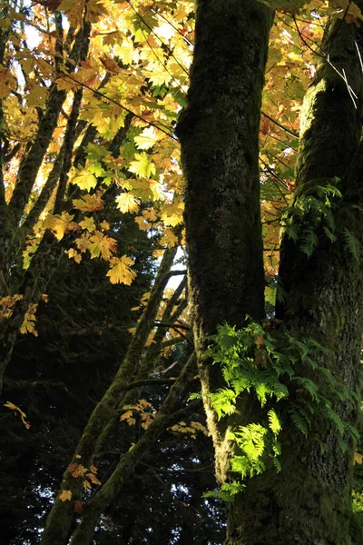 Tiro Vertical Uma Floresta Com Folhas Douradas Nas Árvores Sob — Fotografia de Stock