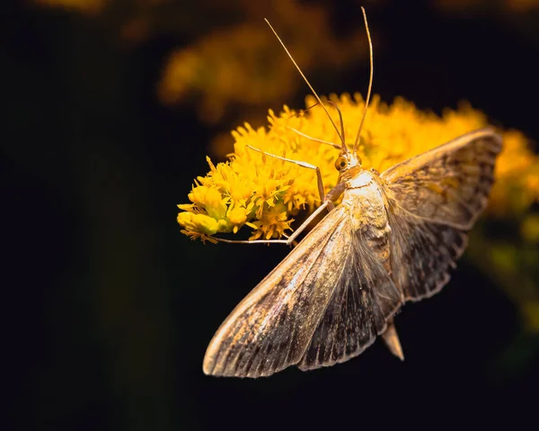 Gros Plan Papillon Sur Une Fleur Jaune Sur Fond Noir — Photo