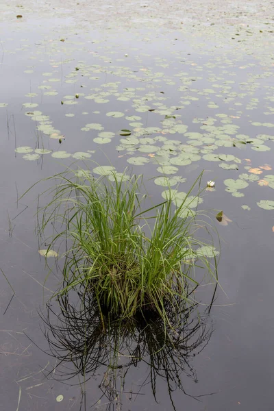 緑の水の植物と水の表面の垂直閉鎖 マサチューセッツ州ケープコッド — ストック写真