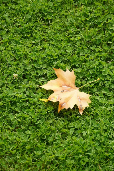 Gros Plan Une Feuille Automne Sur Fond Herbe Verte — Photo