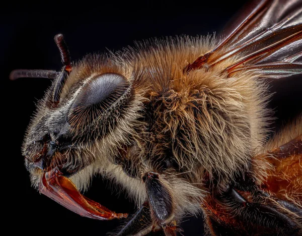 Макро Покоящейся Пчелы Черном Фоне — стоковое фото