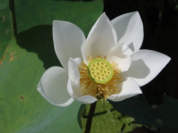 Closeup Shot Blooming White Lotus — Stock Photo, Image