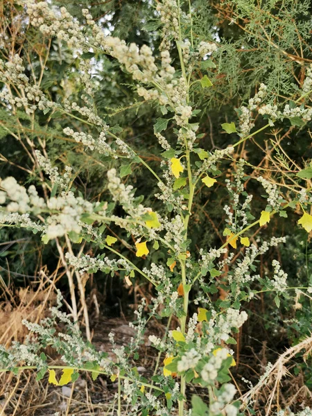 Colpo Verticale Flora Nei Dintorni Del Fiume Manzanares Madrid — Foto Stock