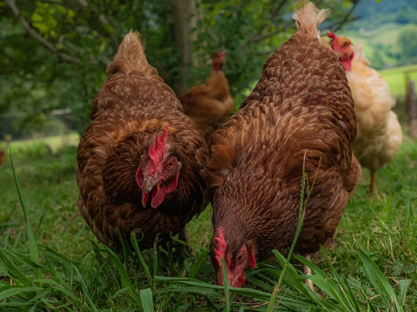 Een Close Van Kippen Een Veld Bedekt Met Groen Het — Stockfoto