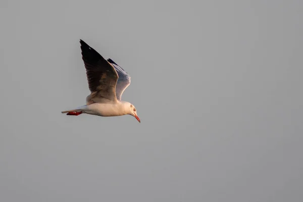 Een Bruine Meeuw Met Kap Die Onder Het Zonlicht Vliegt — Stockfoto