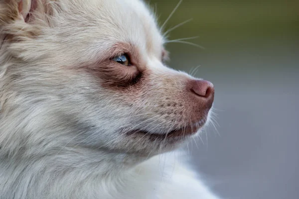 Portrait Chien Chihuahua Blanc — Photo