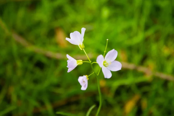 Selektywny Strzał Ostrości Cuckoo Bittercress Kwiaty Dorastające Polu — Zdjęcie stockowe