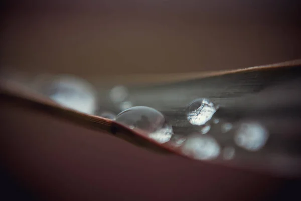 Ytlig Fokusbild Vattendroppar Ett Långt Mörkgrönt Lövskott Med Sony Dsc — Stockfoto