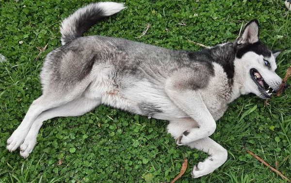 Ένα Αξιολάτρευτο Husky Παίζει Στο Γρασίδι — Φωτογραφία Αρχείου