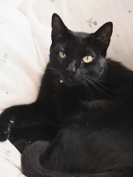 Вертикальний Знімок Чорної Кішки Дивиться Очима — стокове фото