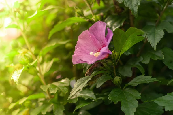 Primer Plano Una Flor Hibiscus Syrian Jardín —  Fotos de Stock