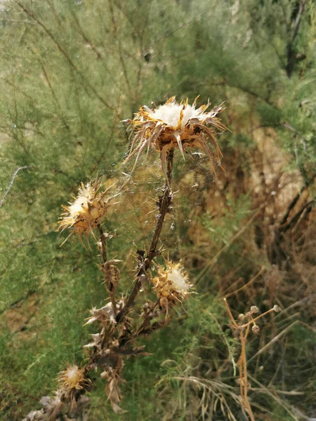 Disparo Vertical Cardos Sin Plumas Descoloridos Los Alrededores Del Río —  Fotos de Stock