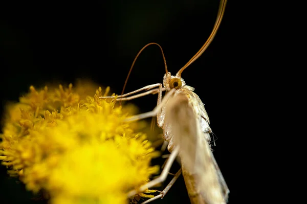 黒い背景の黄色の花に昆虫のクローズアップショット — ストック写真