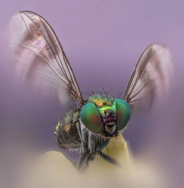 Macro Resting Condylostylus Fly — Stock Photo, Image