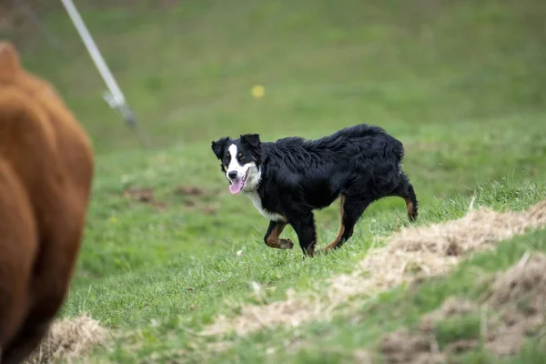 Perro Pastor Australiano Corriendo Mientras Dirige Los Animales Granja — Foto de Stock