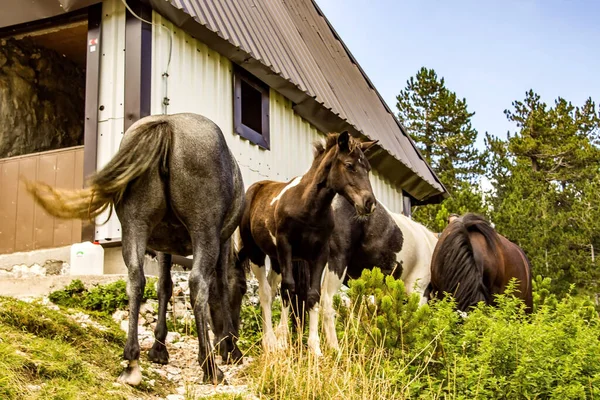 Une Sélection Chevaux Élégants Dans Une Région Montagneuse — Photo