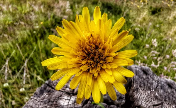 Primer Plano Una Hermosa Flor Amarilla Aster Fiels — Foto de Stock