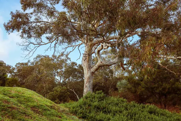 Grön Skog Mot Den Blå Himlen Hösten — Stockfoto