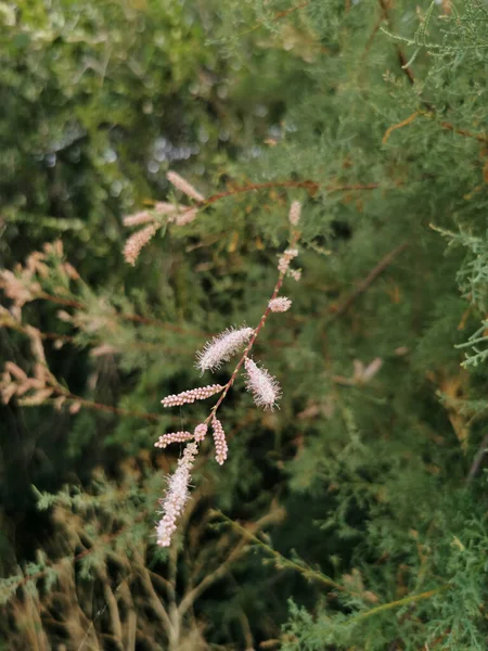 Colpo Verticale Tamarix Fiorito Nei Dintorni Del Fiume Manzanares Madrid — Foto Stock