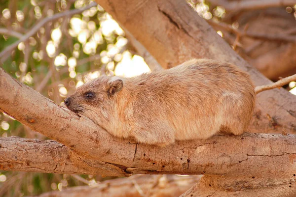 Hyrax Rocha Deitado Galho Árvore — Fotografia de Stock