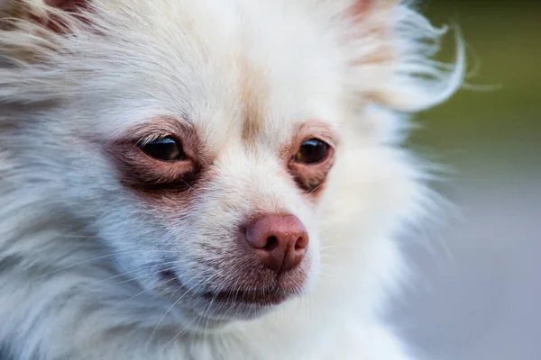 Ritratto Cane Bianco Chihuahua Dai Capelli Lunghi — Foto Stock