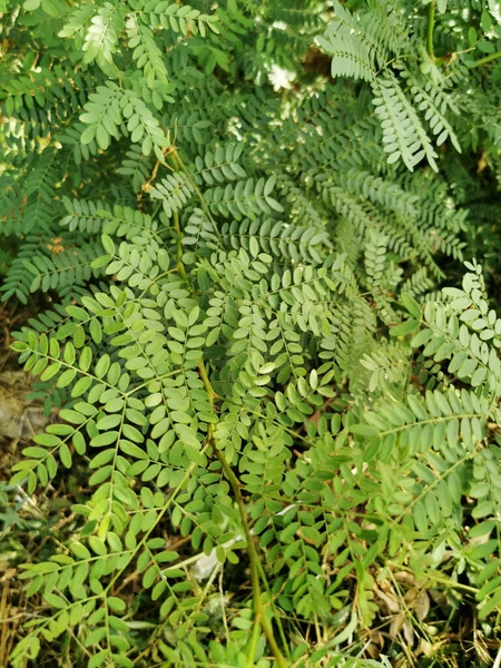 Disparo Vertical Hojas Árbol Verde Bajo Luz Del Sol Los —  Fotos de Stock