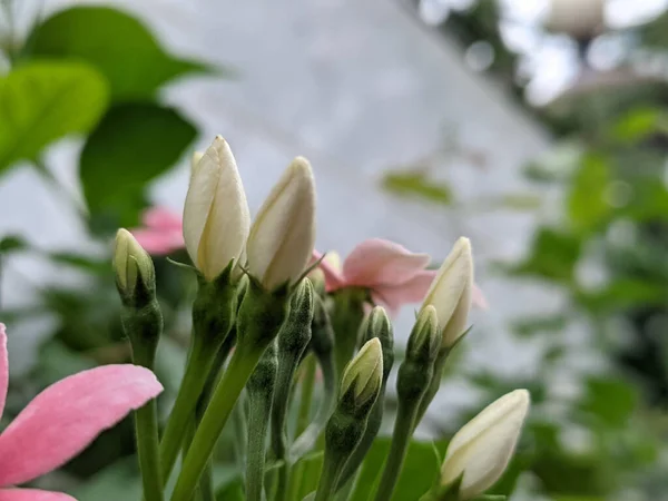 Hermoso Tiro Flores Jardín — Foto de Stock