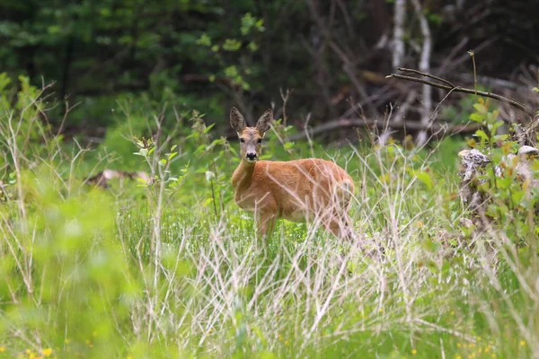 Cerf Gracieux Dans Forêt Regardant Caméra — Photo